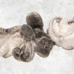 Frozen Whole Cleaned Baby Octopus (Flower Shape)
