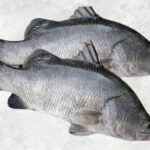 Frozen Barramundi Whole Round (Sea Bass)