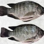 Frozen Black Tilapia Whole Round And Whole Cleaned (WR-WGS/ WGGS/ WGGSS)