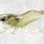 Frozen Raw HOSO Vannamei Shrimp