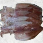 Half dried Loligo Squid
