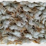 Frozen Baby Crab (Culi)