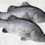 Frozen Barramundi Whole Round (Sea Bass)