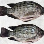 Frozen Black Tilapia Whole Round And Whole Cleaned (WR-WGS/ WGGS/ WGGSS)