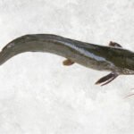 Frozen Catfish Whole Clean