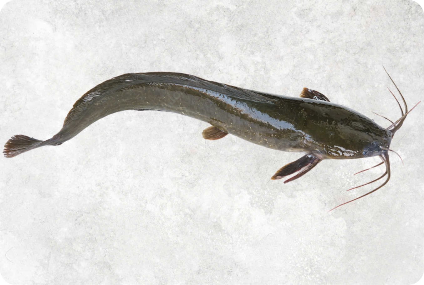 Frozen Catfish Whole Clean Frozen Catfish Whole Clean - Image 1