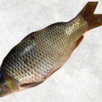 Frozen Common Carp Whole Clean (Carfu)