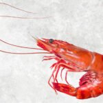 Frozen Cooked Hoso Black Tiger Shrimp