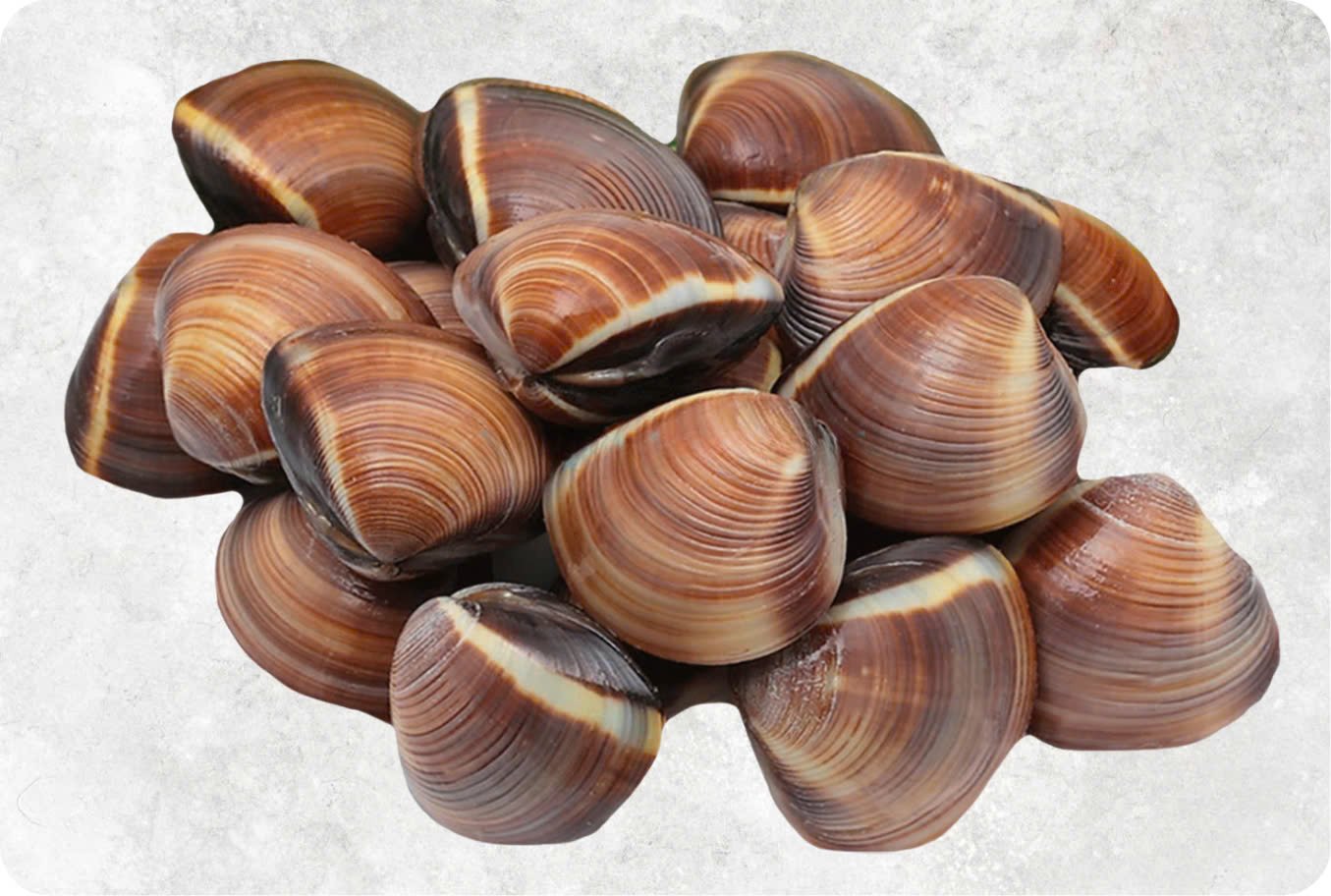 Frozen Cooked Whole Shell Brown Clam Frozen Cooked Whole Shell Brown Clam - Image 1
