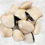 Frozen Cooked Whole Shell White Clam