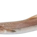Frozen Eso Surimi (Frozen Lizard Fish Surimi)