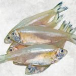 Frozen Keski Fish Whole Round (River Anchovy)