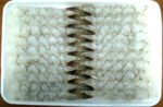 Frozen Nobashi Vannamei Shrimp - Image 3