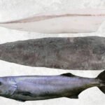 Frozen Oil Fish Fillet Skin On And Skinless
