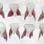 Frozen Pangasius Fin (Swai Fish)