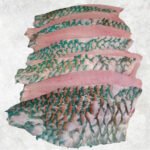 Frozen Parrot Fish Fillet (Parrotfish)