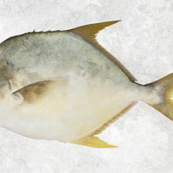 Frozen Pompano Whole Round (Golden Pompano)