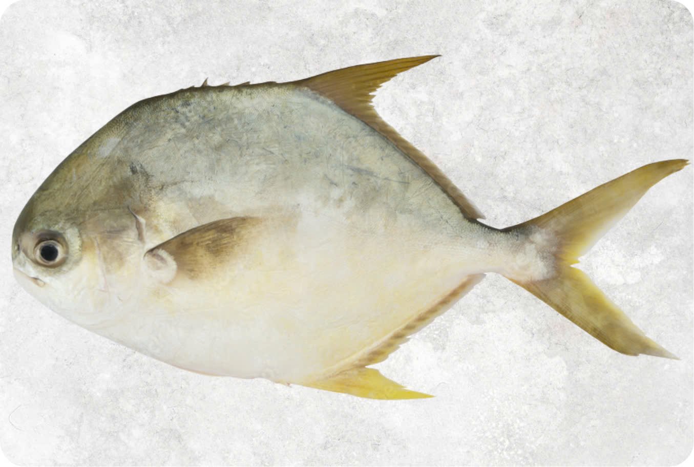 Frozen Pompano Whole Round (Golden Pompano) Frozen Pompano Whole Round (Golden Pompano) - Image 1