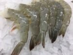 Frozen Raw HLSO Vannamei Shrimp