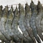 Frozen Raw HOSO Body Peel Vannamei Shrimp