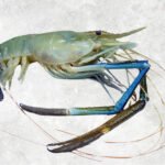 Frozen Raw Hoso Scampi Shrimp