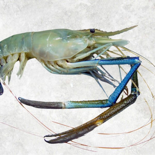 Frozen Raw Hoso Scampi Shrimp