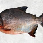 Frozen Red Pacu Whole Round (Red Pomfret)
