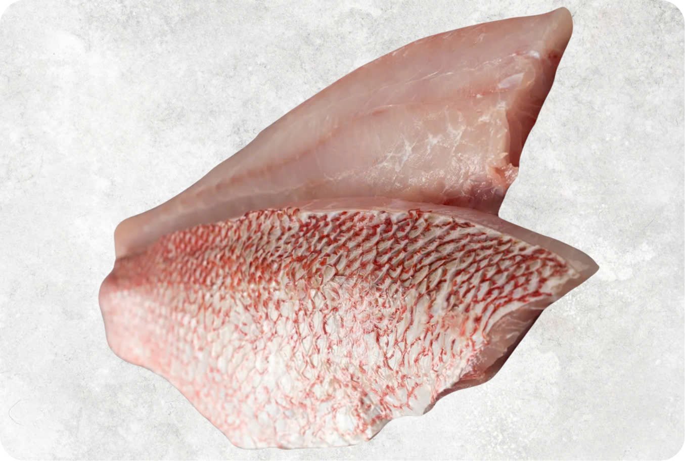 Frozen Red Snapper Fillet Frozen Red Snapper Fillet - Image 1