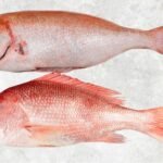 Frozen Red Snapper Whole Clean (WGGS)