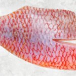 Frozen Red Tilapia Fillet Skin On