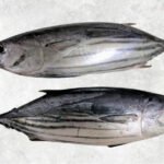 Frozen Skipjack Tuna