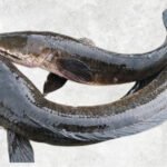 Frozen Snakehead Fish Whole Round