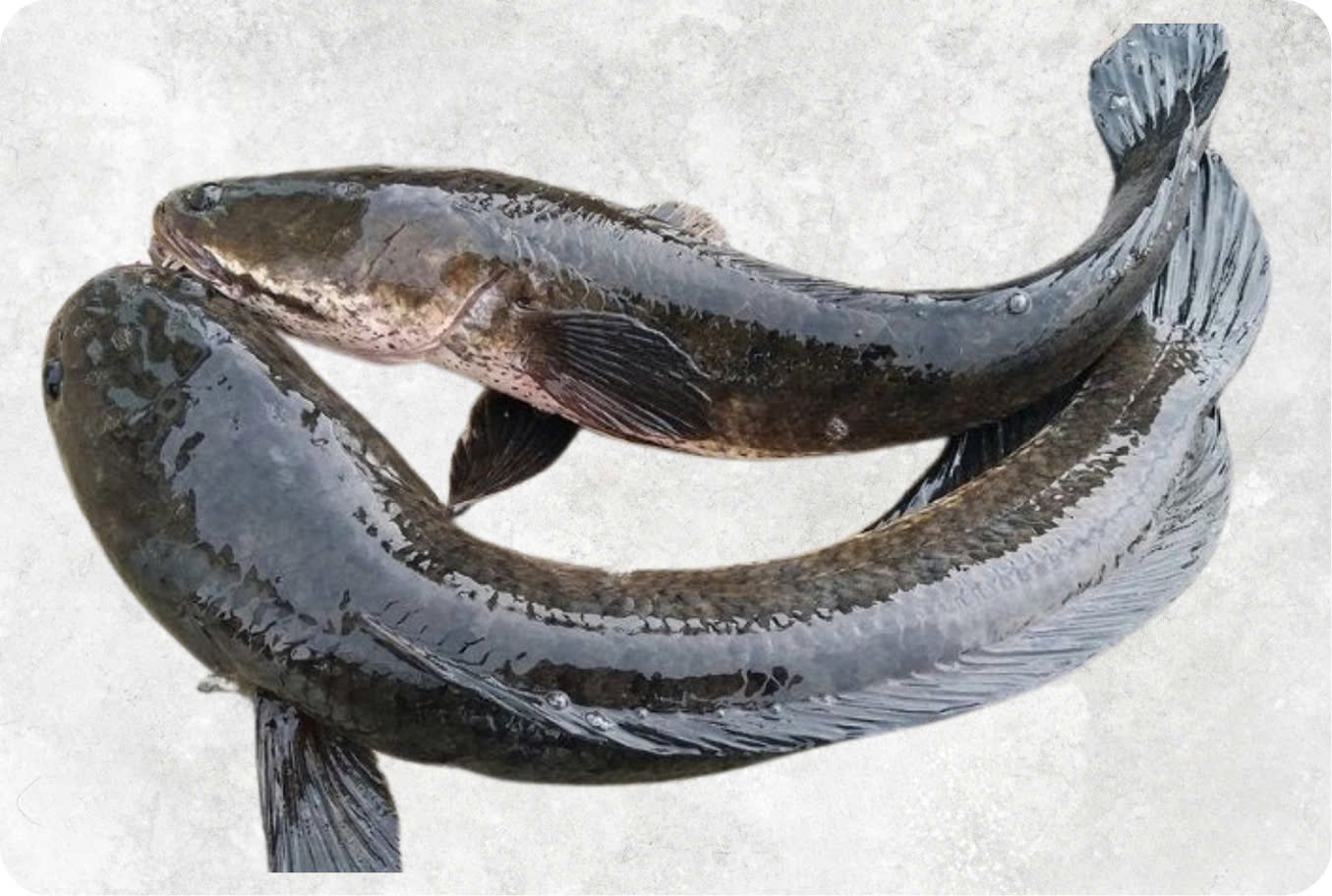 Frozen Snakehead Fish Whole Round Frozen Snakehead Fish Whole Round - Image 1