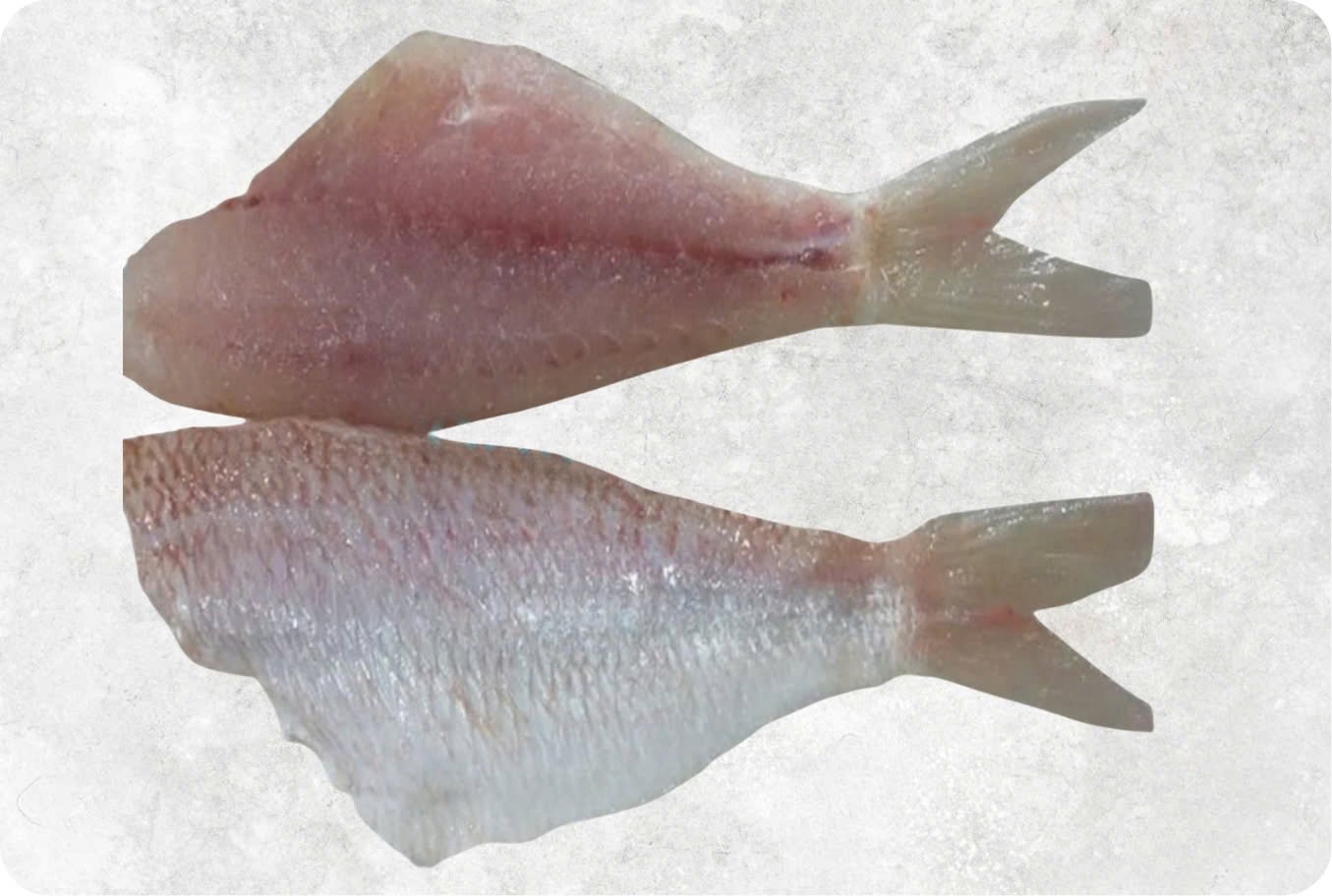 Frozen Threadfin Bream Fillet Frozen Threadfin Bream Fillet - Image 1