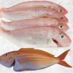 Frozen Threadfin Bream Whole Clean (WGGS)