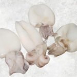 Frozen Whole Clean Baby Cuttlefish