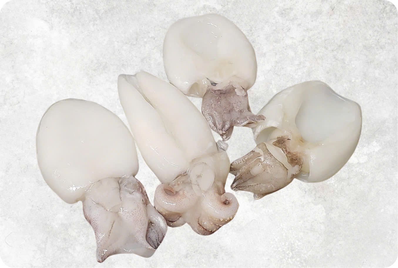 Frozen Whole Clean Baby Cuttlefish Frozen Whole Clean Baby Cuttlefish - Image 1