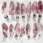Frozen Whole Clean Baby Loligo Squid