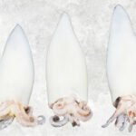 Frozen Whole Clean Loligo Squid Tube And Tentacles Wing On/Off