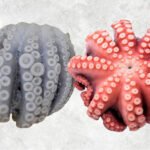 Frozen Whole Clean Octopus (Frozen Whole Clean Poulp Squid)