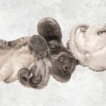 Frozen Whole Cleaned Baby Octopus (Flower Shape)