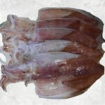 Half dried Loligo Squid