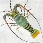 Spiny Lobster